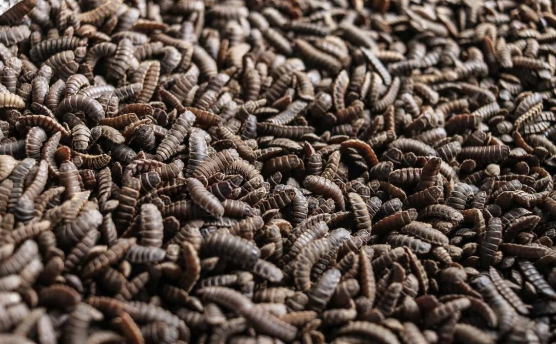 В США планируют разводить кормовых насекомых на отходах кукурузы